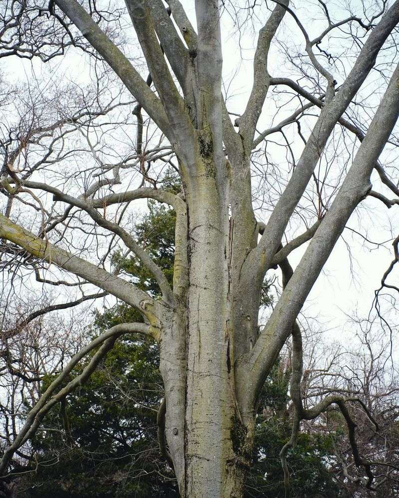 Grow Hackberry For Tough Native Fruit