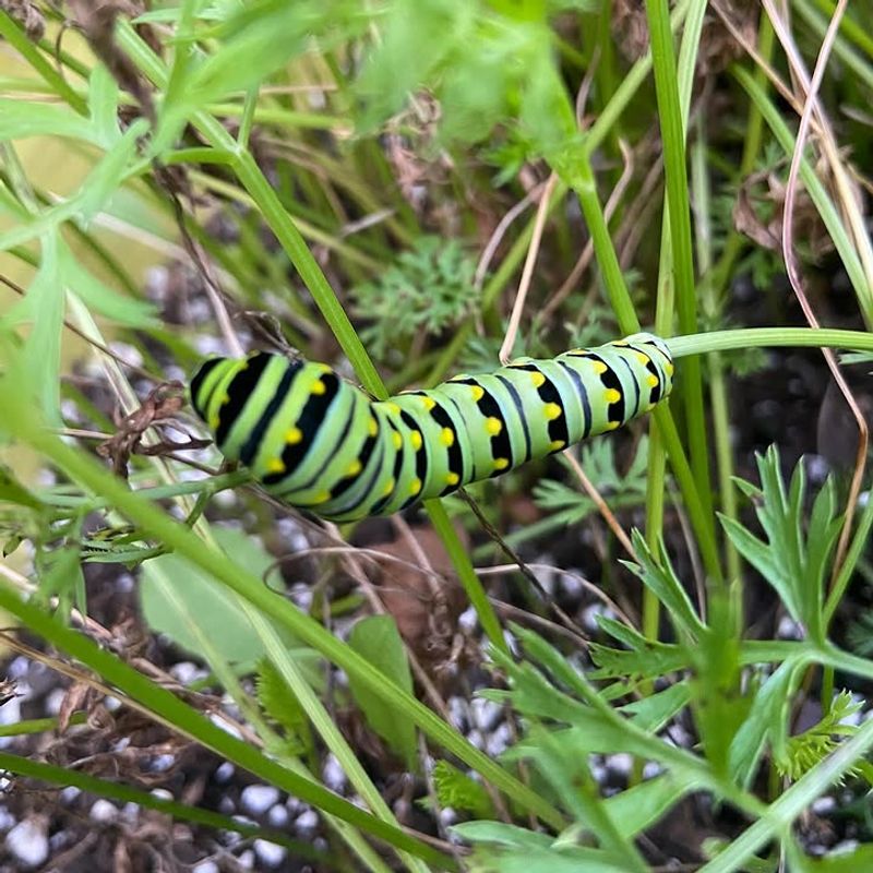Grow Host Plants For Caterpillars