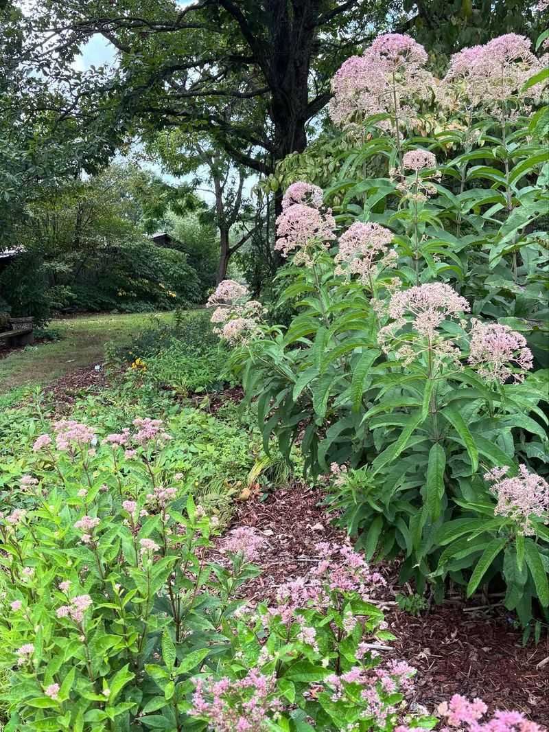 Grow Joe-Pye Weed Behind Moisture-Loving Perennials