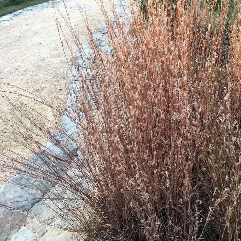 Grow Little Bluestem For Dry Grass Nesting Fibers