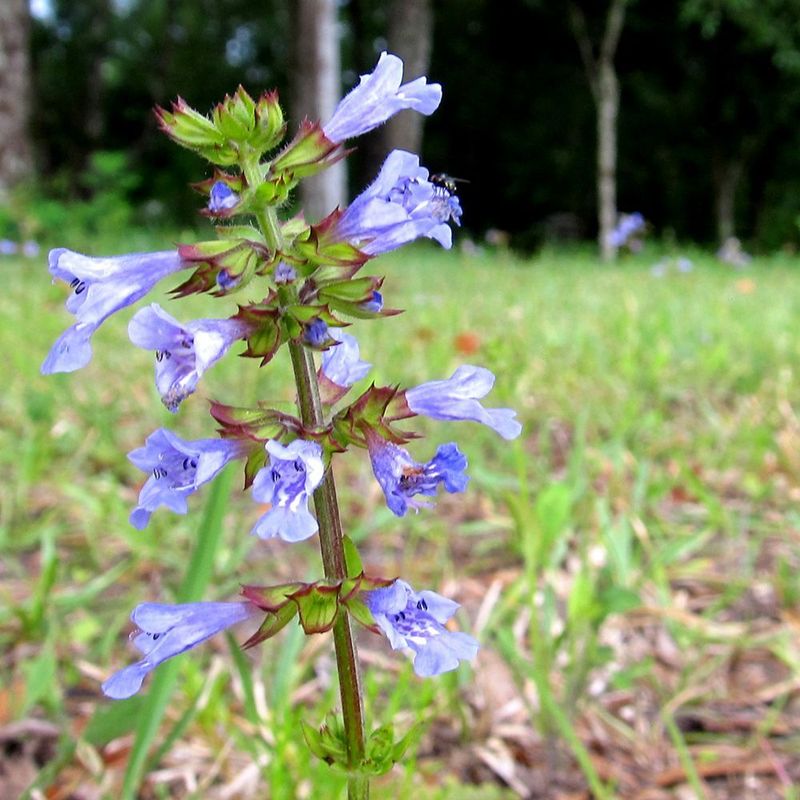 Grow Lyreleaf Sage For Weed Suppression In Part Shade Grow Lyreleaf Sage For Weed Suppression In Part Shade