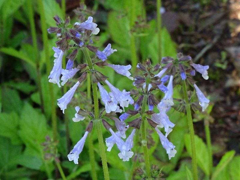 Grow Lyreleaf Sage In Light Shade Instead Of Leaf Litter