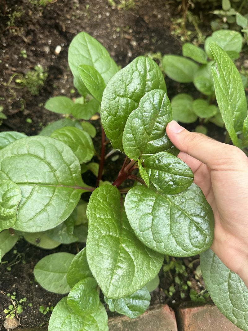Grow Malabar Spinach For Summer Vines Grow Malabar Spinach For Summer Vines