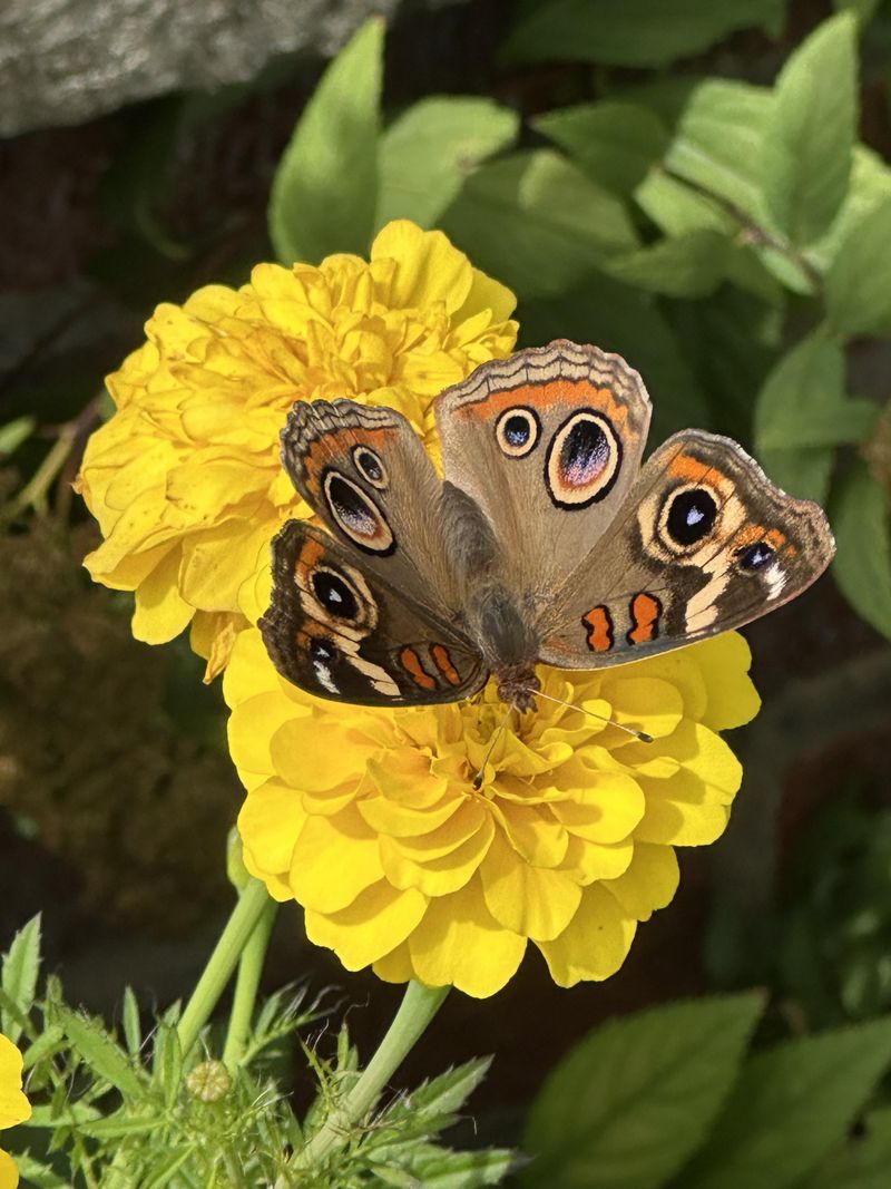 Grow Marigolds For Bright Edges