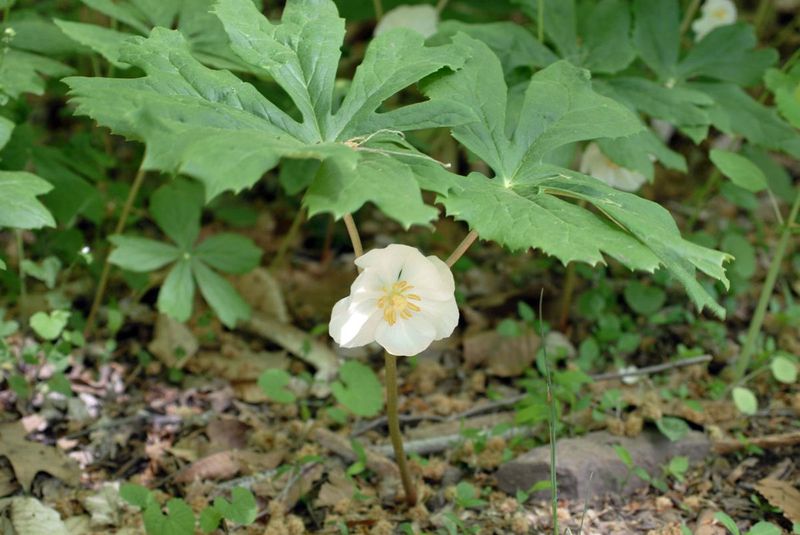 Grow Mayapple Where A Woodland Patch Can Spread Grow Mayapple Where A Woodland Patch Can Spread