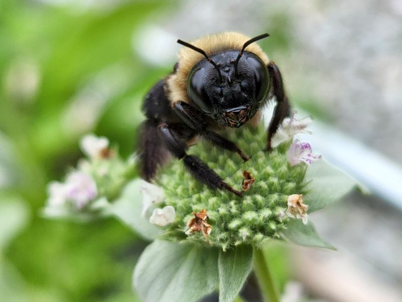 Grow Mountain Mint Where Bees Can Feed Safely