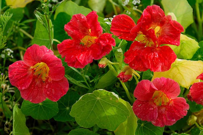 Grow Nasturtiums For Edible Flowers In Cool Seasons