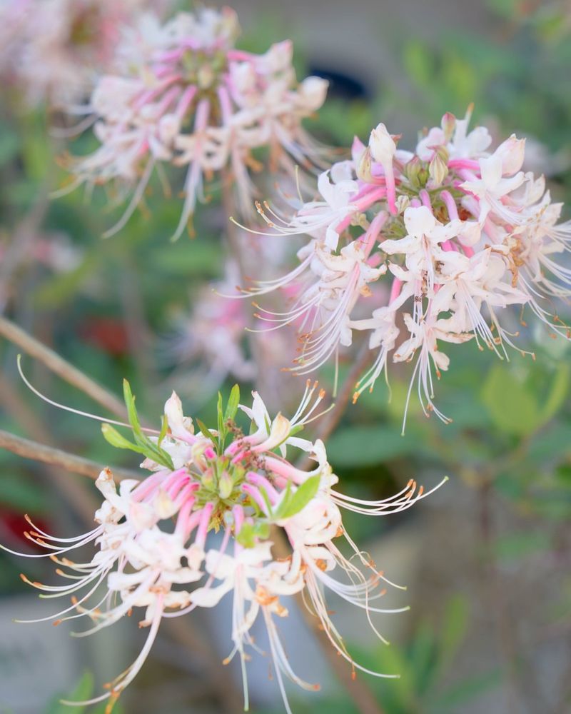 Grow Native Azaleas For Soft Spring Color In Light Shade
