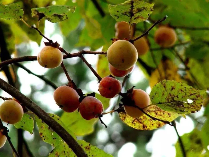 Grow Native Persimmon For Late-Season Wildlife Food