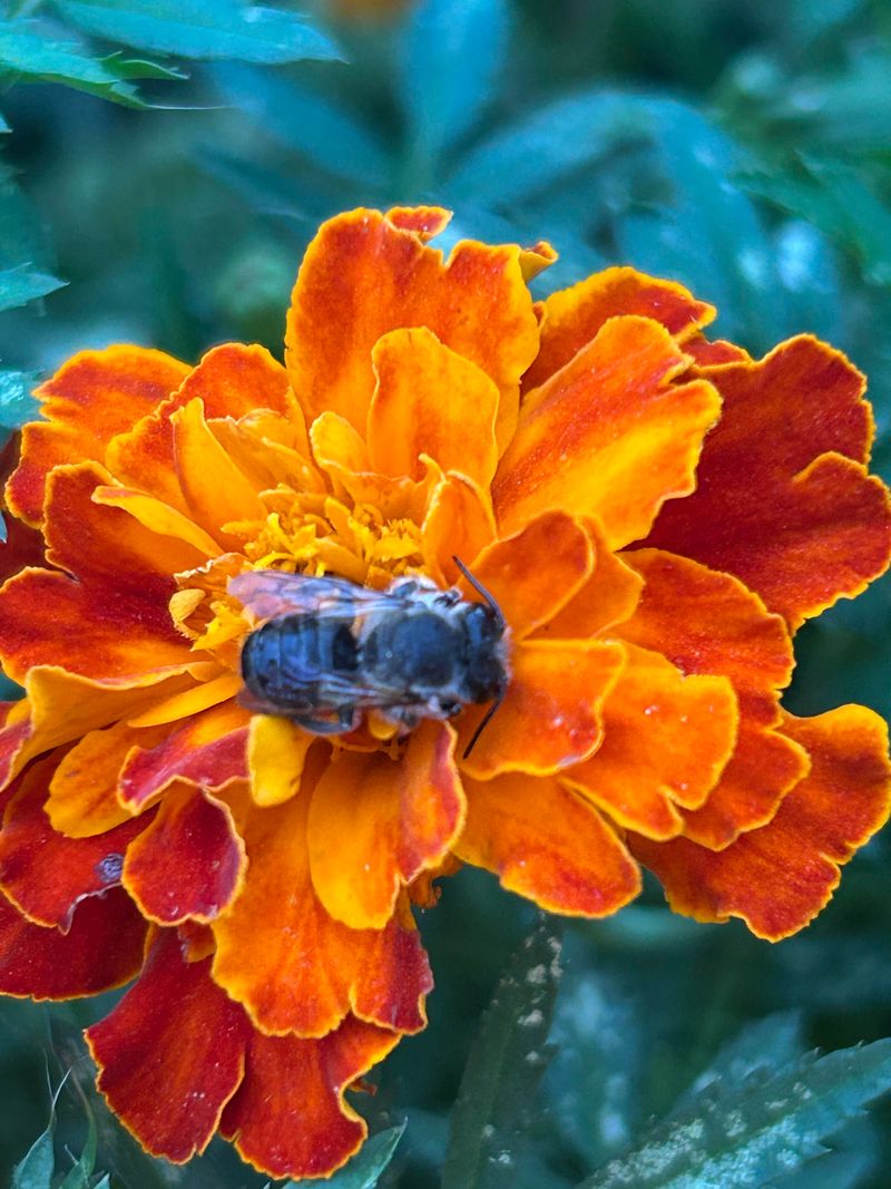 Grow Native Plants For Insects Grow Native Plants For Insects