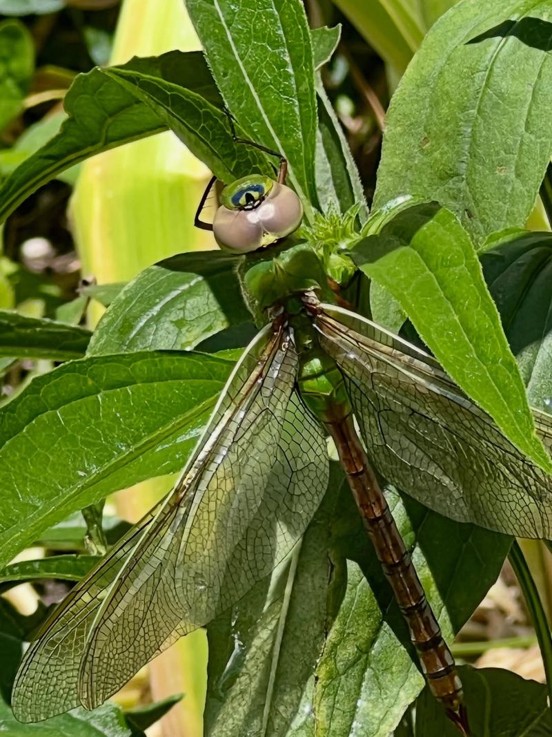 Grow Native Plants That Support More Insect Life Grow Native Plants That Support More Insect Life