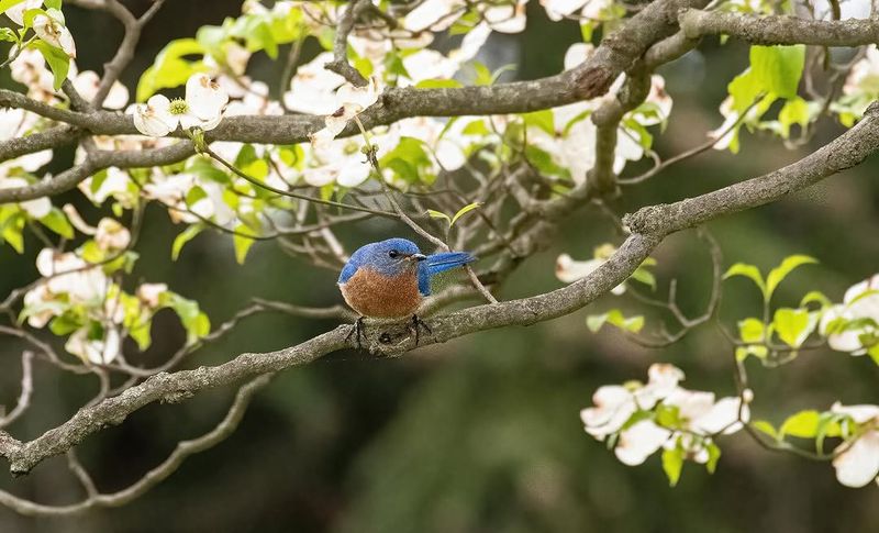 Grow Native Plants That Support More Insects Grow Native Plants That Support More Insects
