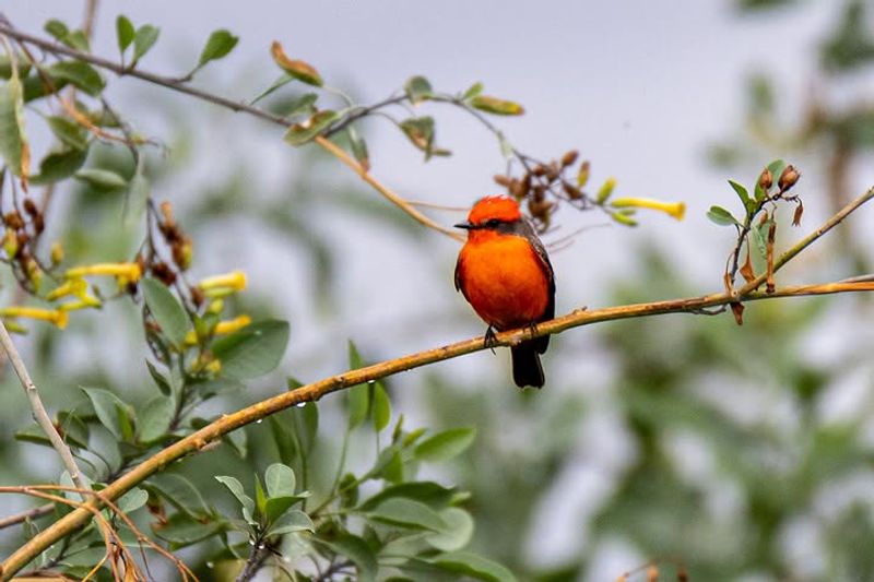 Grow Native Trees For Nesting