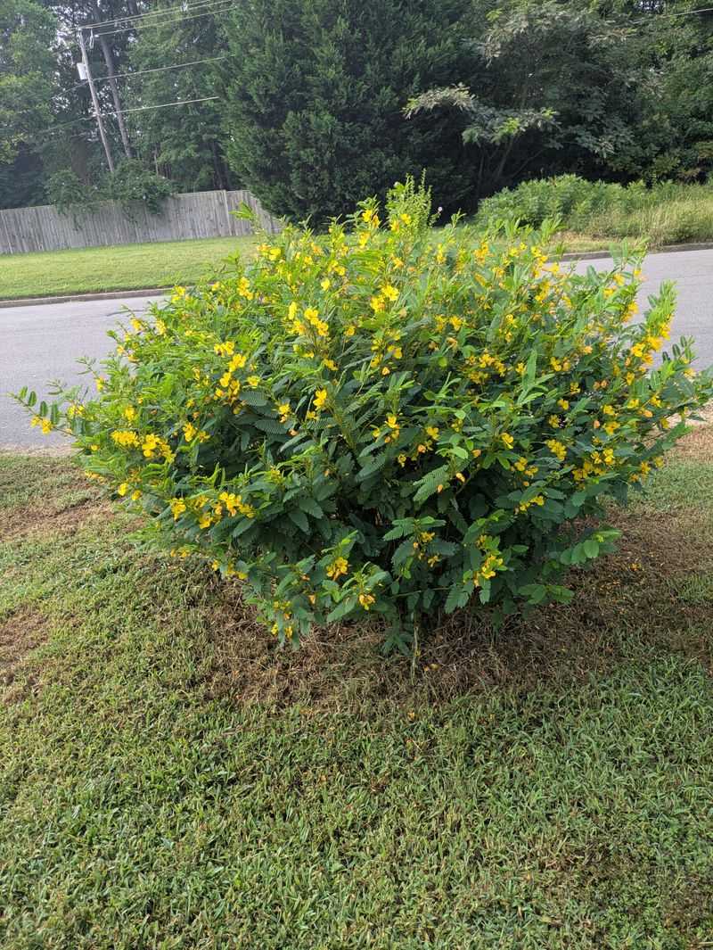 Grow Partridge Pea Where Sunny Beds Need A Reseeding Boost