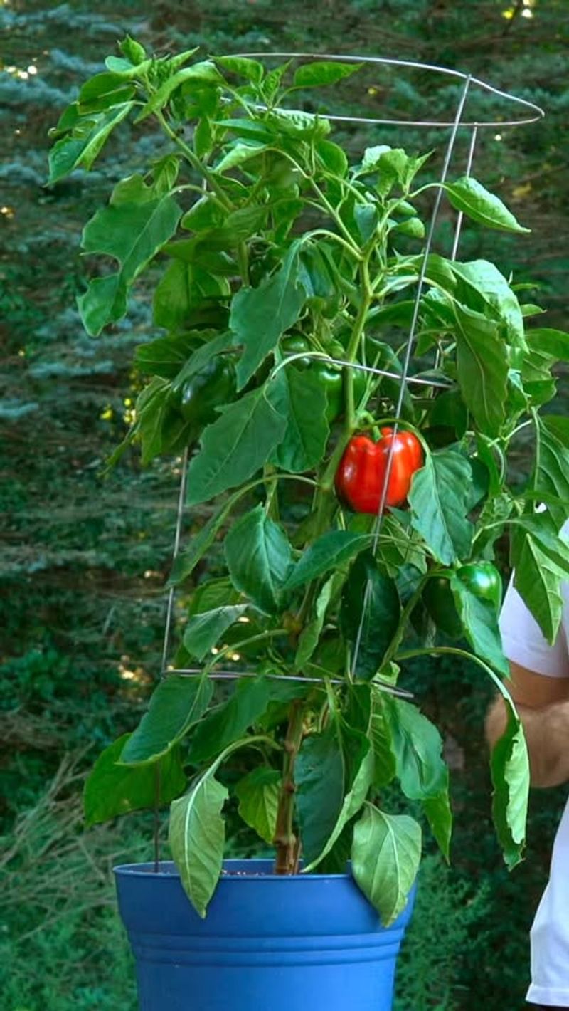 Grow Peppers In Containers