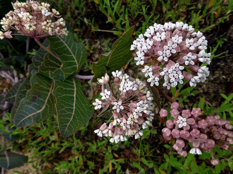 Grow Pinewoods Milkweed In Dry Sandy Sites