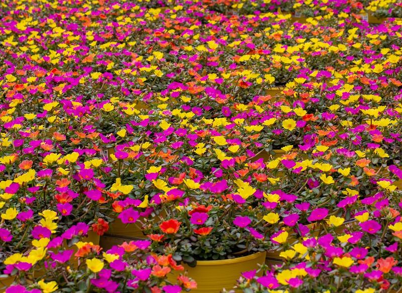 Grow Portulaca For Low Hot Bowls