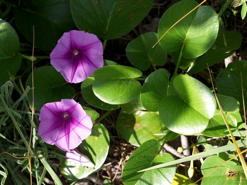 Grow Railroad Vine Where Open Sand Needs Coverage Grow Railroad Vine Where Open Sand Needs Coverage