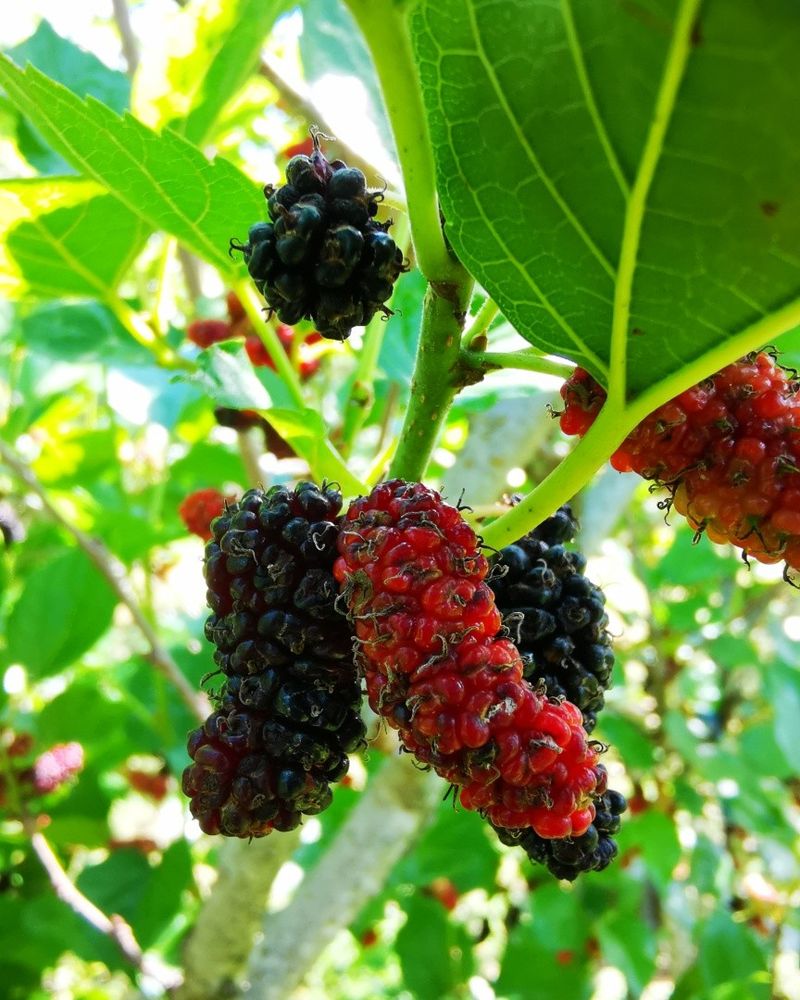 Grow Red Mulberry Where A Native Tree Has Room
