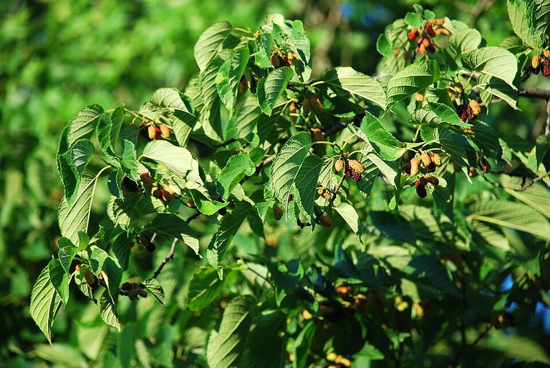 Grow Red Mulberry Where Light Shade Still Reaches Grow Red Mulberry Where Light Shade Still Reaches