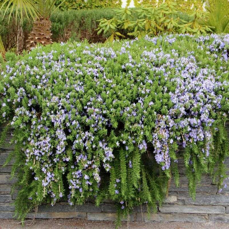Grow Rosemary Where Hot Sunny Beds Stay Dry