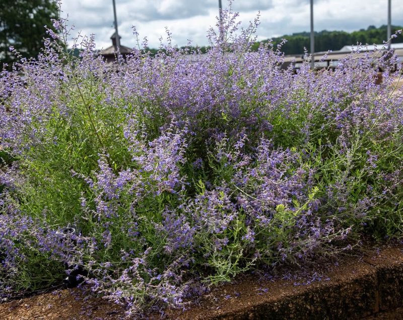 Grow Russian Sage For Lavender Heat Spikes