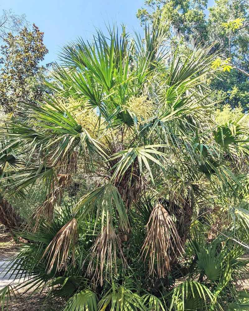 Grow Saw Palmetto For Low Evergreen Storm Structure