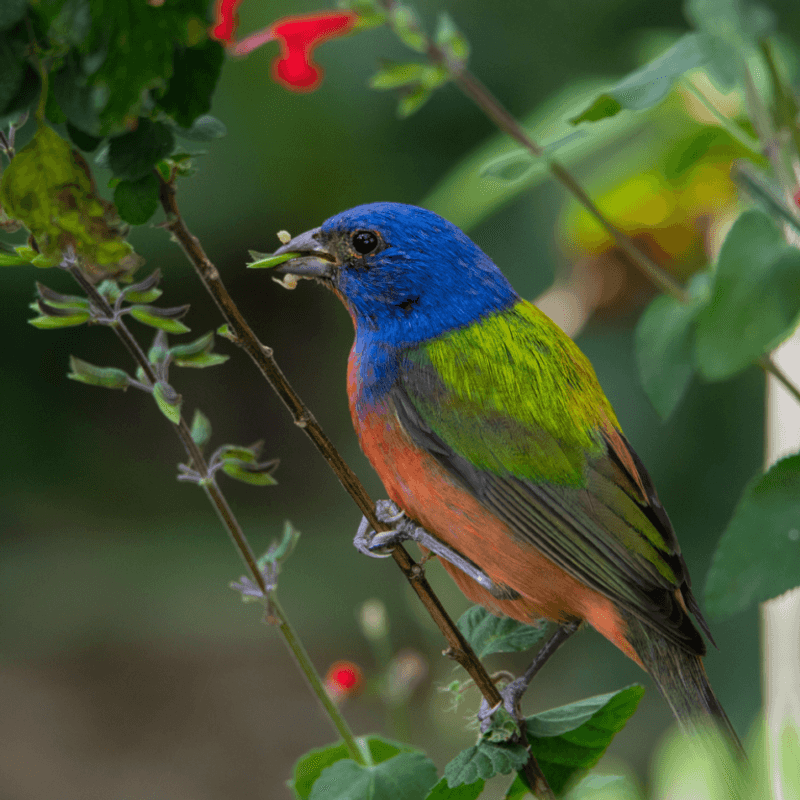 Grow Seed-Producing Plants That Painted Buntings Love