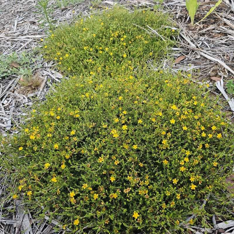 Grow Silkgrass For Silver Texture In Lean Sandy Ground Grow Silkgrass For Silver Texture In Lean Sandy Ground