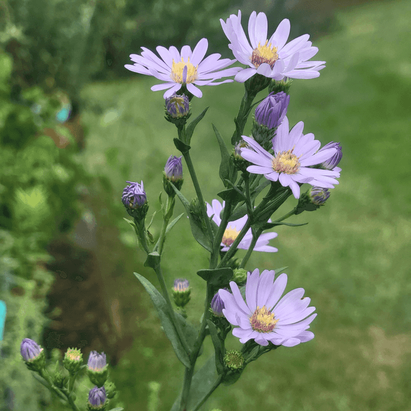 Grow Smooth Blue Aster For A Native Perennial That Keeps Giving Grow Smooth Blue Aster For A Native Perennial That Keeps Giving
