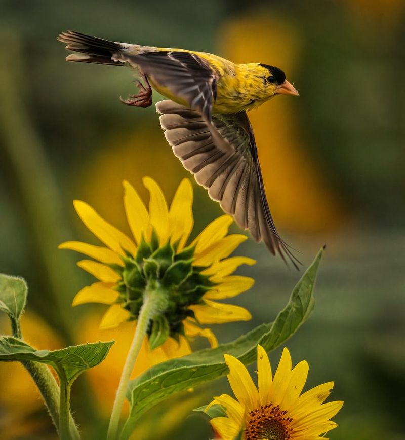 Grow Sunflowers And Coneflowers To Feed Seed Loving Birds Grow Sunflowers And Coneflowers To Feed Seed Loving Birds