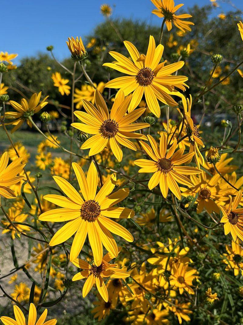 Grow Swamp Sunflower Where Moist Summer Beds Need Color Grow Swamp Sunflower Where Moist Summer Beds Need Color