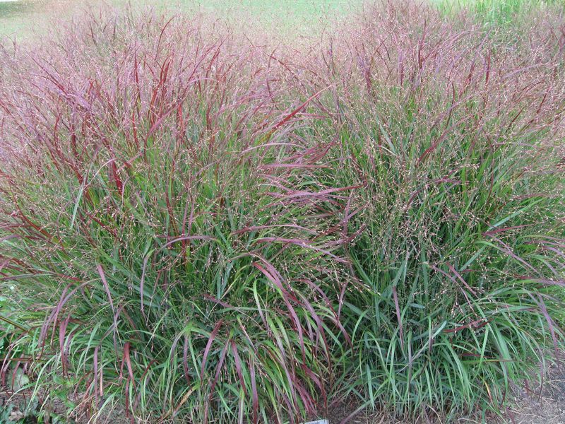 Grow Switchgrass Where Sunny Borders Need Structure Grow Switchgrass Where Sunny Borders Need Structure