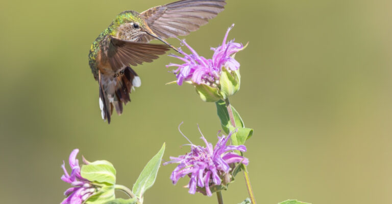 Grow This One Iowa Native And Hummingbirds Will Find You