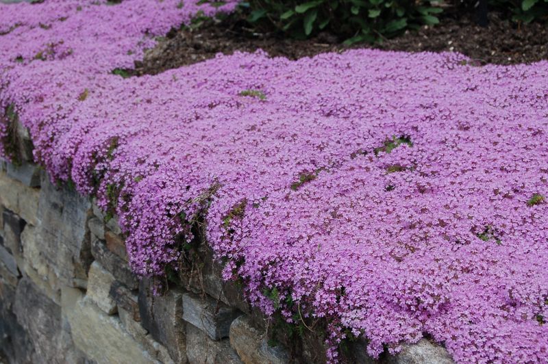 Grow Thyme Along Dry Walkway Edges