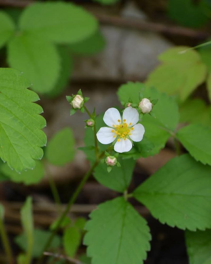 Grow Wild Strawberry Where Sun Reaches The Soil