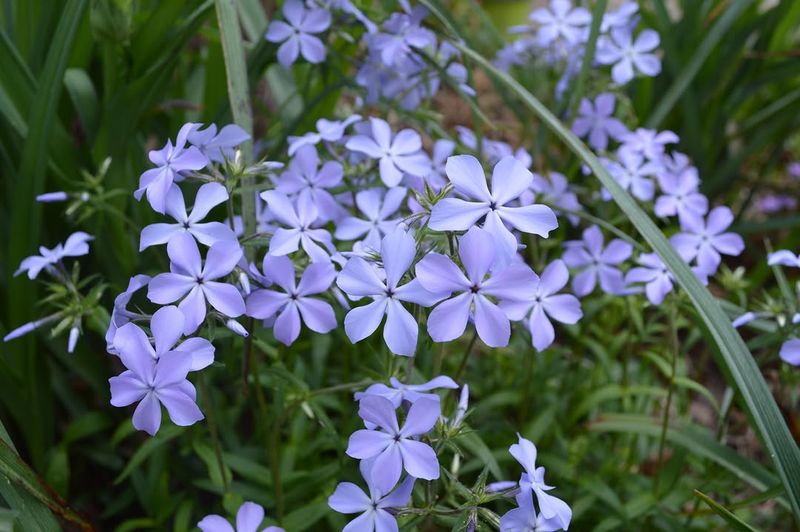 Grow Woodland Phlox For Soft Spring Blooms In Shade