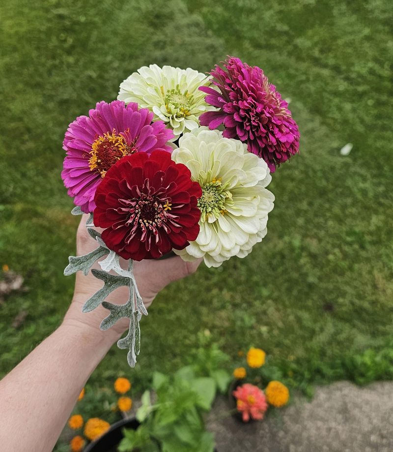 Grow Zinnias For The Easiest Vase Filler All Summer Grow Zinnias For The Easiest Vase Filler All Summer