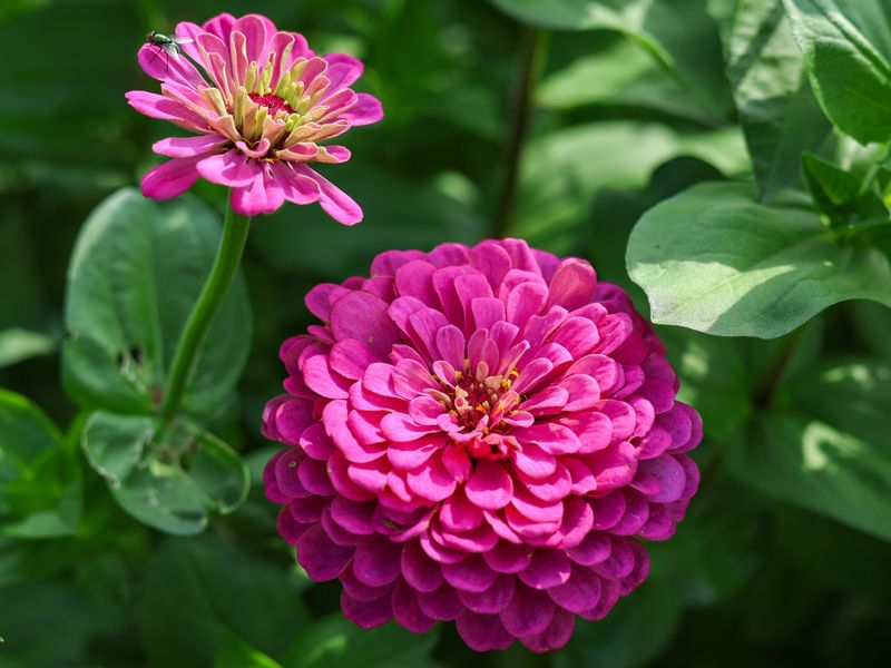 Grow Zinnias Where Summer Sun Hits Hard Grow Zinnias Where Summer Sun Hits Hard