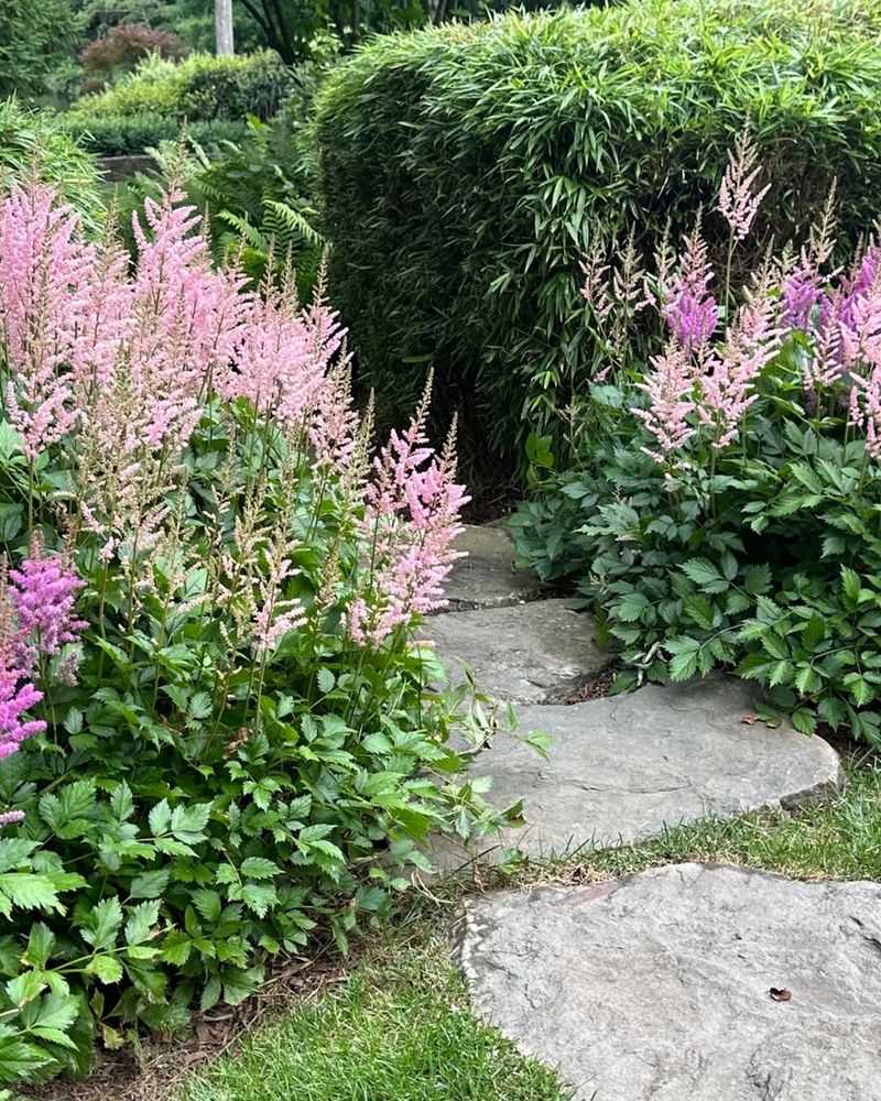 Growing Astilbe In Bright Shade Growing Astilbe In Bright Shade