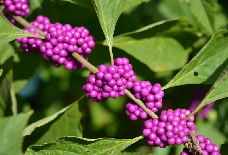 Growing Conditions For American Beautyberry