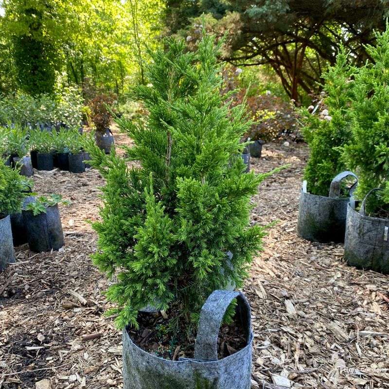 Growing Conditions That Make It Shine