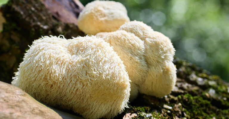 lion's mane mushroom