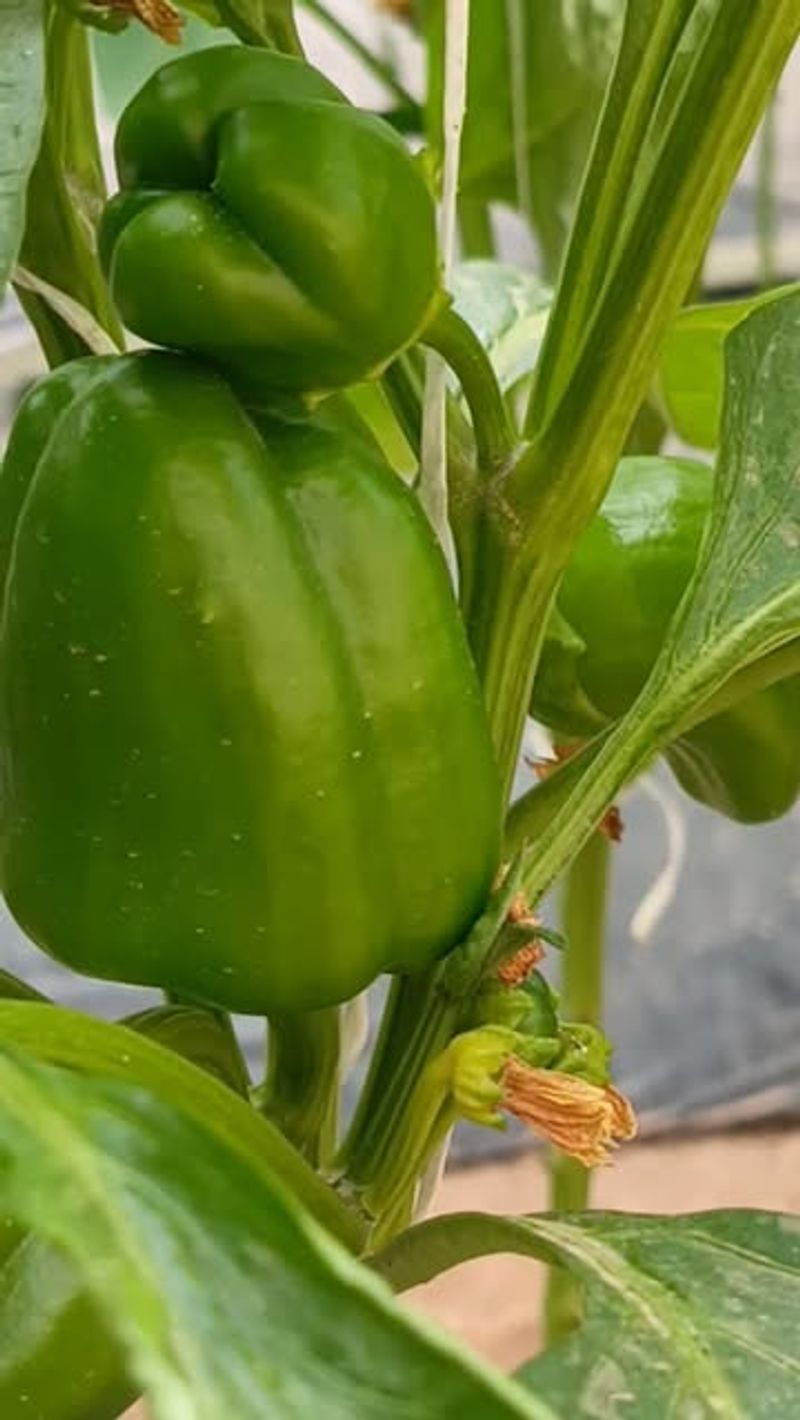 Growing Peppers In Too Much Shade Growing Peppers In Too Much Shade