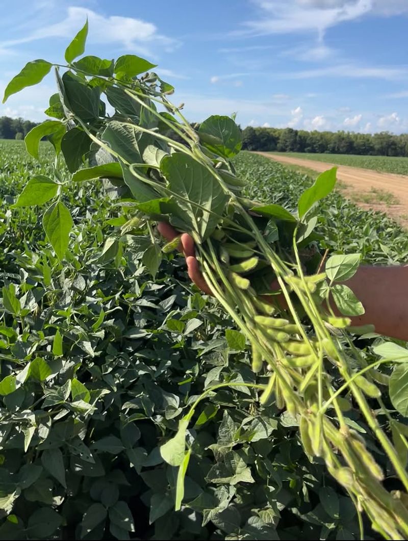 Growing Soybeans Too Close To The House