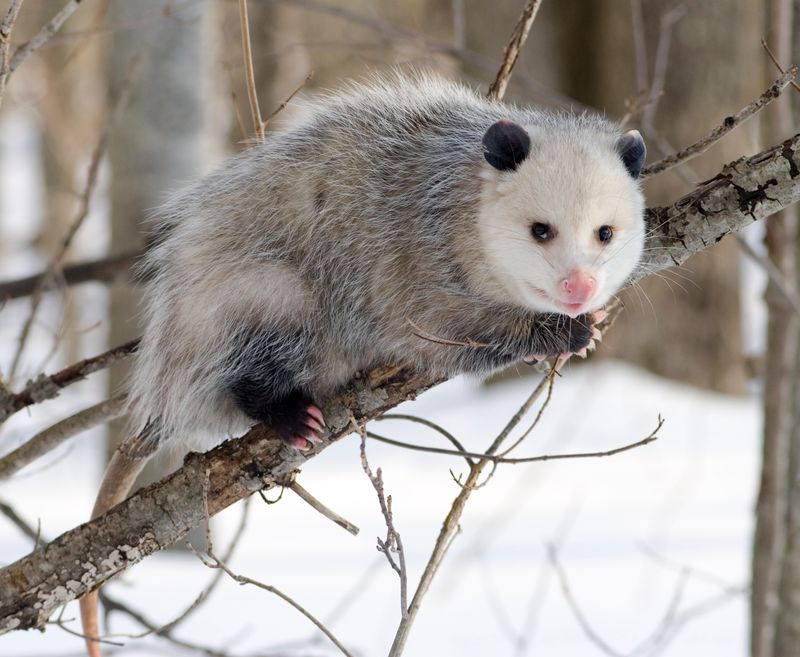 Growing Tick Problems In Wisconsin Make Opossums More Essential Than Ever