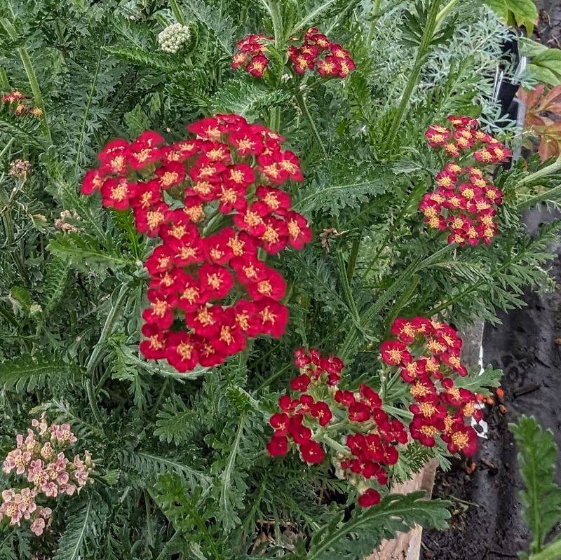 Growing Yarrow From Seed Or Division Is Surprisingly Easy