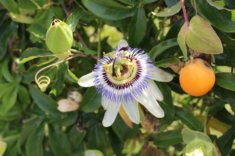 Grows Edible Maypop Fruit In Fall Grows Edible Maypop Fruit In Fall