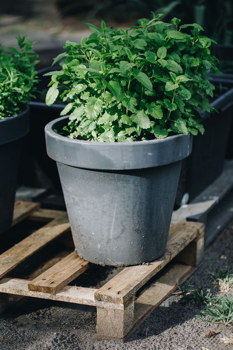 Grows Well In Pots And Containers Grows Well In Pots And Containers