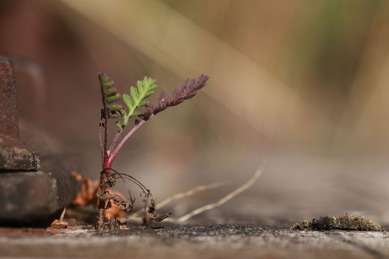 Growth Slows Dramatically Or Stops Altogether Growth Slows Dramatically Or Stops Altogether